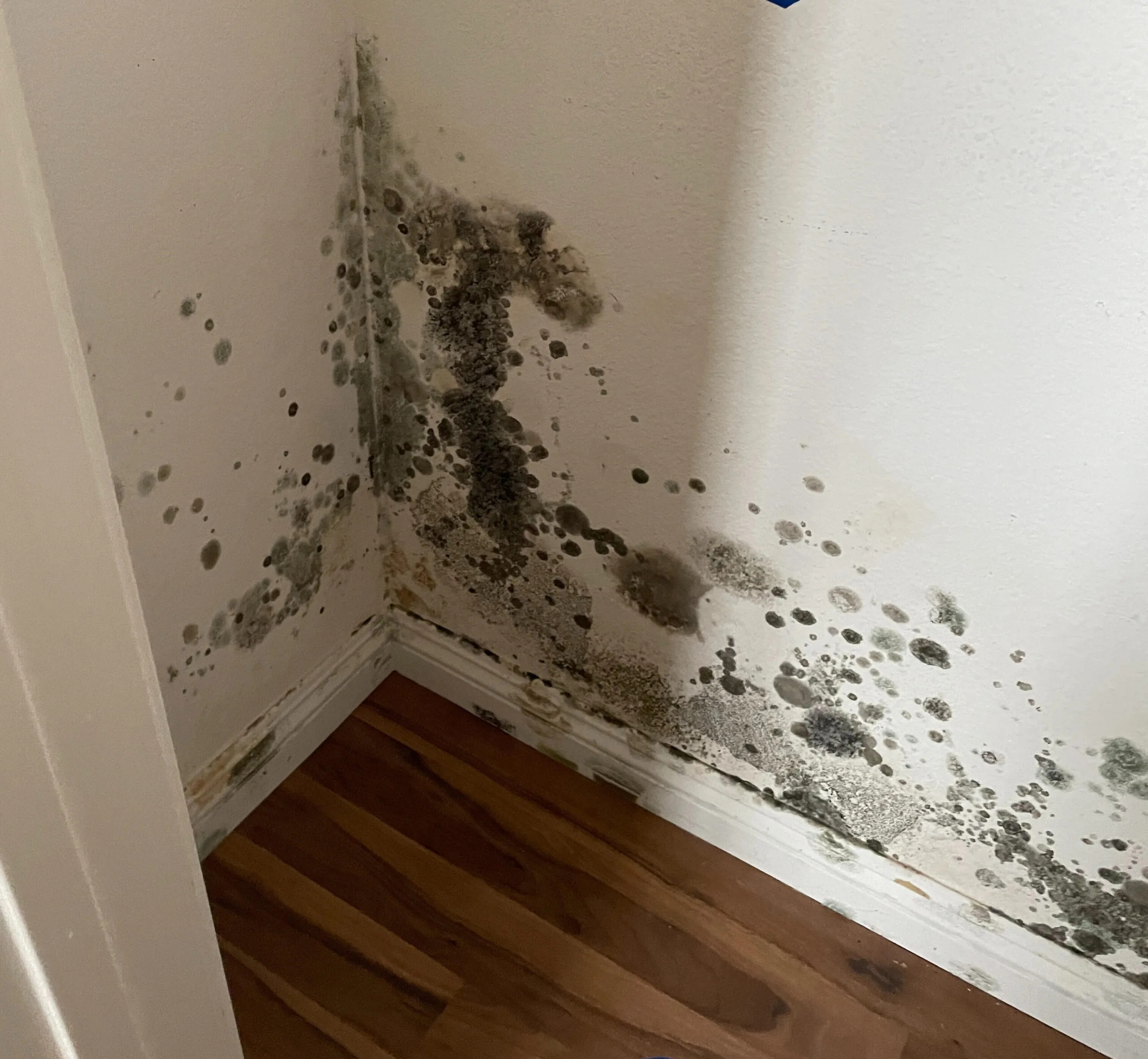 Mold Damage — Kingwell Corp Central Florida